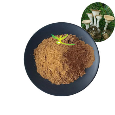 Żywnościowy naturalny ekstrakt z grzyba Lignosus Rhinocerus (Tygrysi Mleczny Grzyb) w proszku, 10%~30% polisacharydów